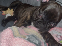 Bulldog francez pui