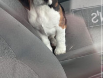 Baietel beagle jucaus si foarte iubitor