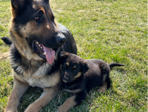 Ciobănesc german (câine lup)