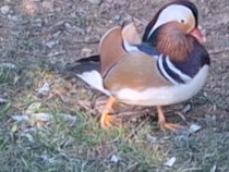 Rățoi mandarin inelat 2025