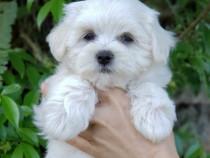 Bichon maltez mini toy