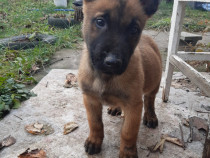 Vând 4 pui ciobanesc malinois - 2 luni