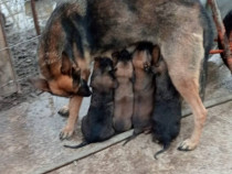 Vănd Pui Ciobănesc Belgian Malinois