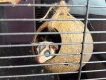 Vand veverita zburatoare (sugar glider)