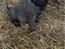 Pui Sarplaninac (ciobănesc sârbesc)