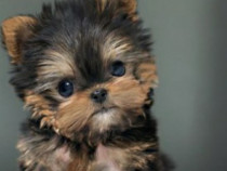 Yorkshire terrier talie mica