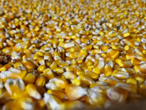 Porumb productie 2025