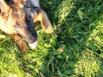 Cățelușa lup de vanzare