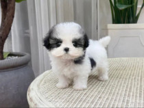 Shih Tzu Mini Toy