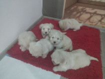 Bichon maltez puiuți