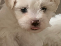 Bichon maltez mini toy