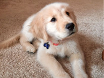 Golden retriever băieței și fetițe