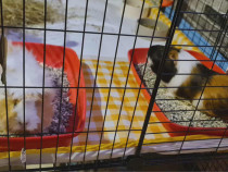 Porcușori de guineea