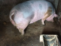 Porcu de carne din rasa pietrean belgian