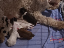 Pui Lagotto romagnolo