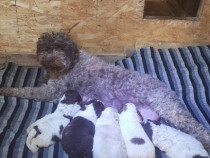 Pui Lagotto romagnolo