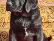 Labrador Retriever Negru  schema completa de vaccinare si deparazitare