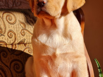Labrador Retriever Auriu completa de vaccinare si deparazitare