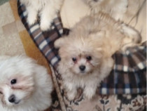 BICHON fete si baietii!