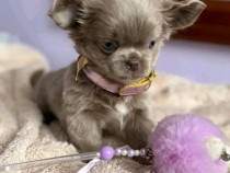 Se așteaptă un pui frumos de Chihuahua