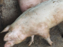 Porci de carne crescuti natural cu faina fiarta
