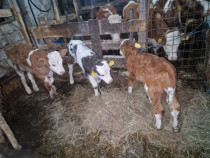 Trei viței bălțați și belgieni