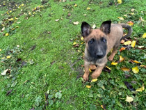 Ciobănesc belgian malinois