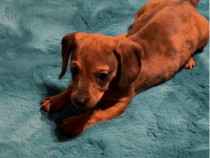 Pui Teckel femela 2 luni