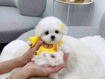 Băiat maltez &icirc;nregistrat &icirc;n Kentucky caută o casă permanentă.