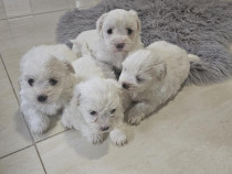 Vand Bichon Maltez