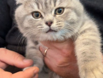 Motanel Scottish Straight, in varsta de 3 luni, cu pasaport si vaccin