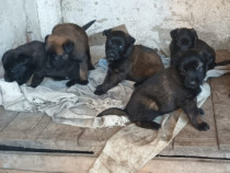 Căței Ciobanesc belgian malinois