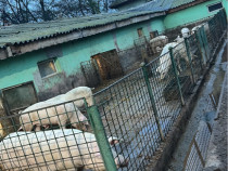 Porci pentru sacrificare