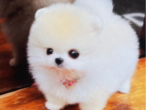 Pomeranian Femelă și Mascul