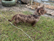 Teckel Merle - Maro inchis - Maro deschis