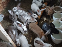 Iepuri pui și adulti