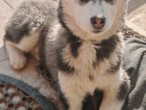 Pui husky 3 luni