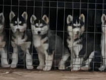 Vand pui husky 2 luni