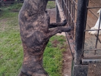 Caine cuminte de paza