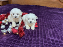 Bichon maltez băieți