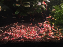 Creveti acvariu Crystal Red
