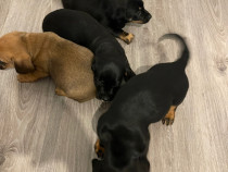 Catelusi teckel metis