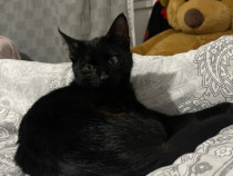 Pisicuta spre adoptie