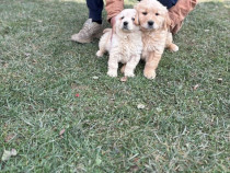 Pui Golden Retriever
