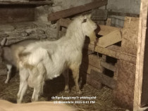 Țap de v&acirc;nzare Rasa Zaanen