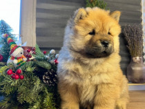 De vanzare pui Chow Chow