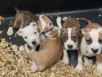 Pui de căței Amstaff