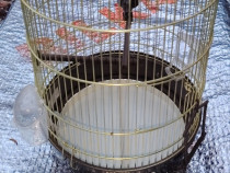 Colivie noua păsări.