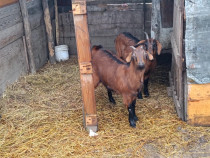 Iede gestante Alpina franceza