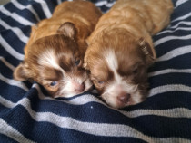 Puiuți Bichon maltez